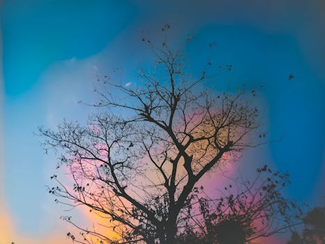 一棵树木的轮廓映衬着充满活力的日落天空，引人注目，捕捉到了大自然的美丽