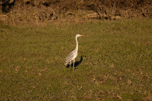 Photo of a Heron Standing in Grass 