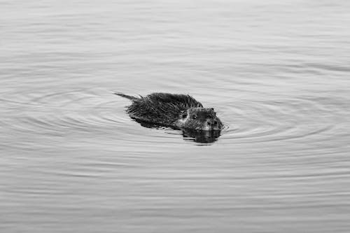 Beaver Swimming in Lake in Black and White