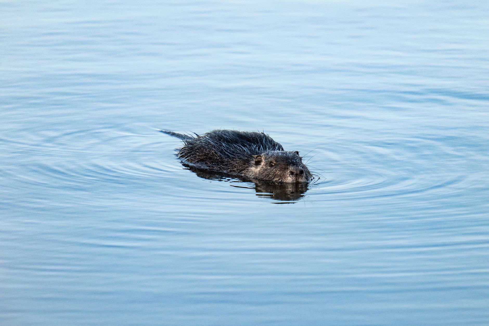 Eurasian Beaver