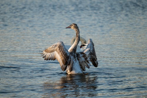 View of Juvenile Swans in a Body of Water 