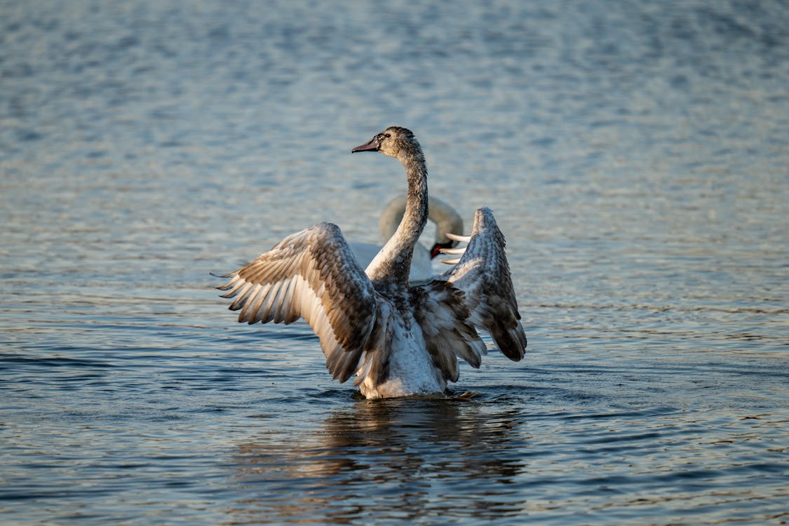 View of Juvenile Swans in a Body of Water 