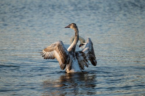 Free A juvenile swan gracefully spreads its wings on a serene lake in Garešnica, Croatia. Stock Photo