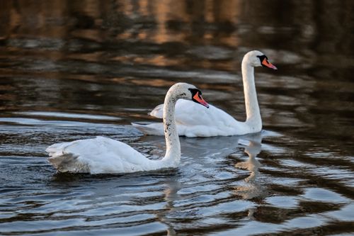 Free Two majestic swans gracefully swimming on a tranquil lake, showcasing nature's beauty. Stock Photo
