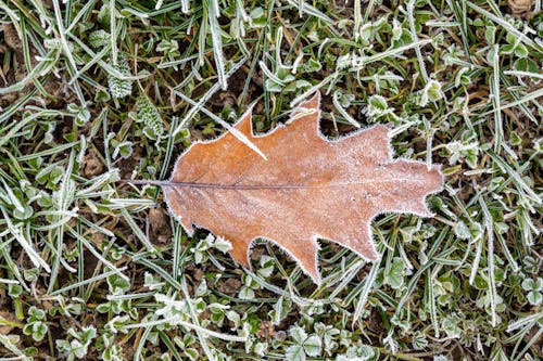 Close-up of a Frozen Leaf 