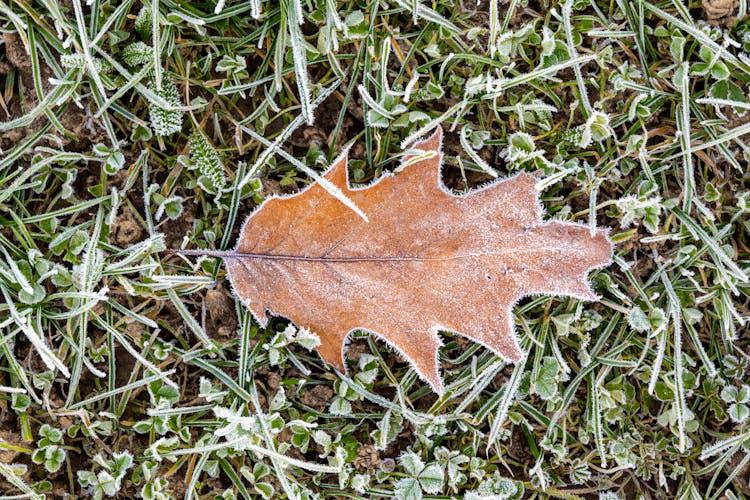 Close-up Of A Frozen Leaf 