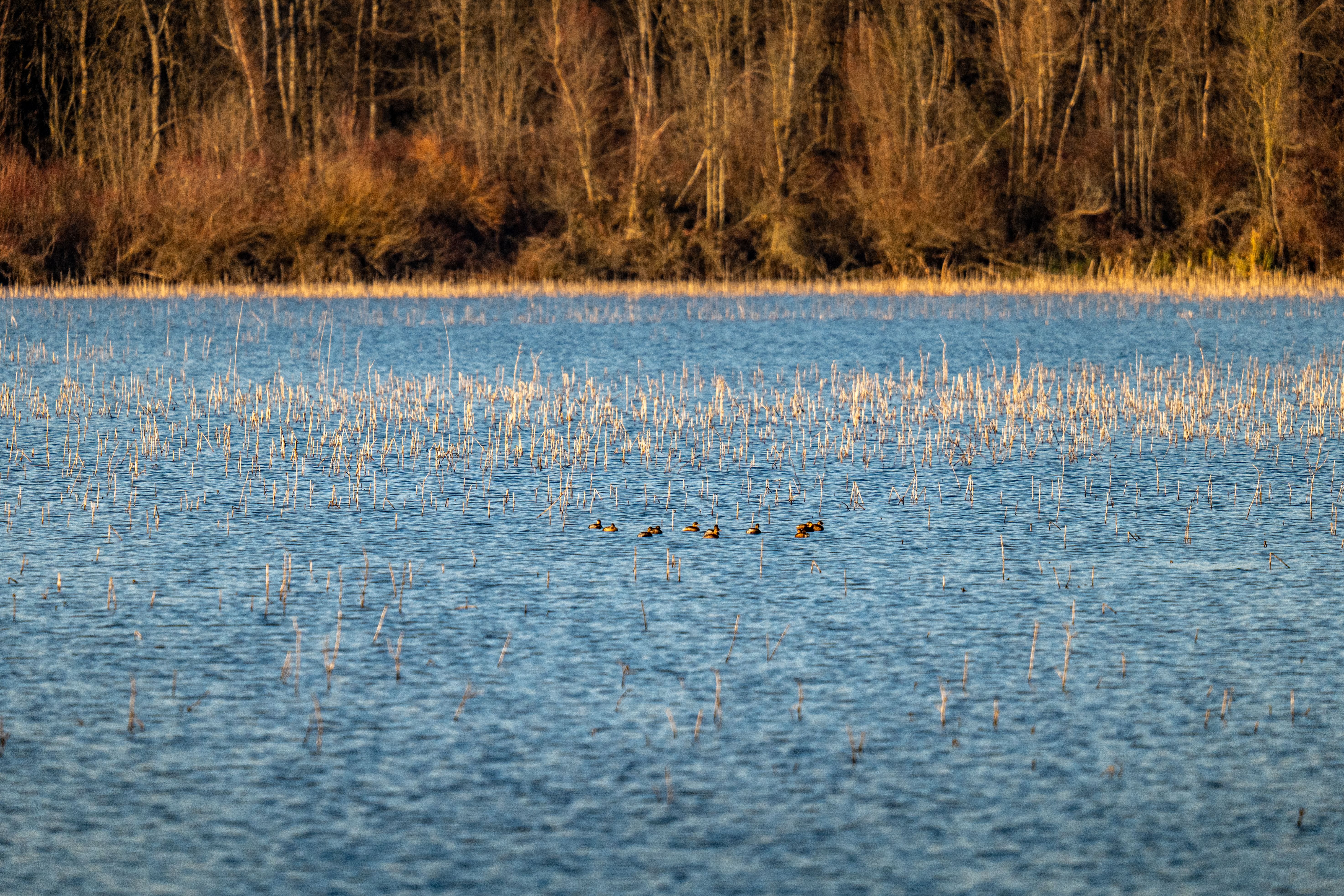 Rushes and Birds on Lake · Free Stock Photo