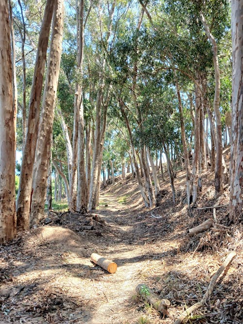 View of a Footpath between Trees in a Forest 