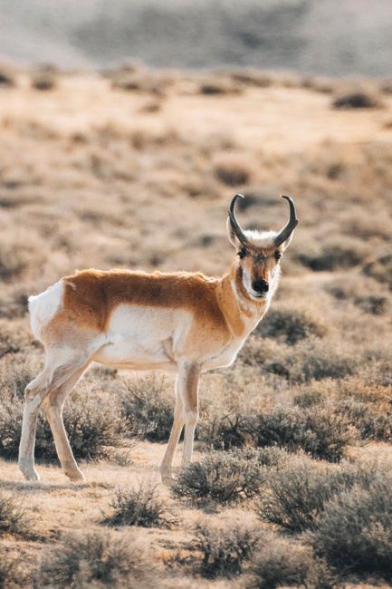 Sonoran pronghorn standing in its desert habitat, showcasing its unique features.