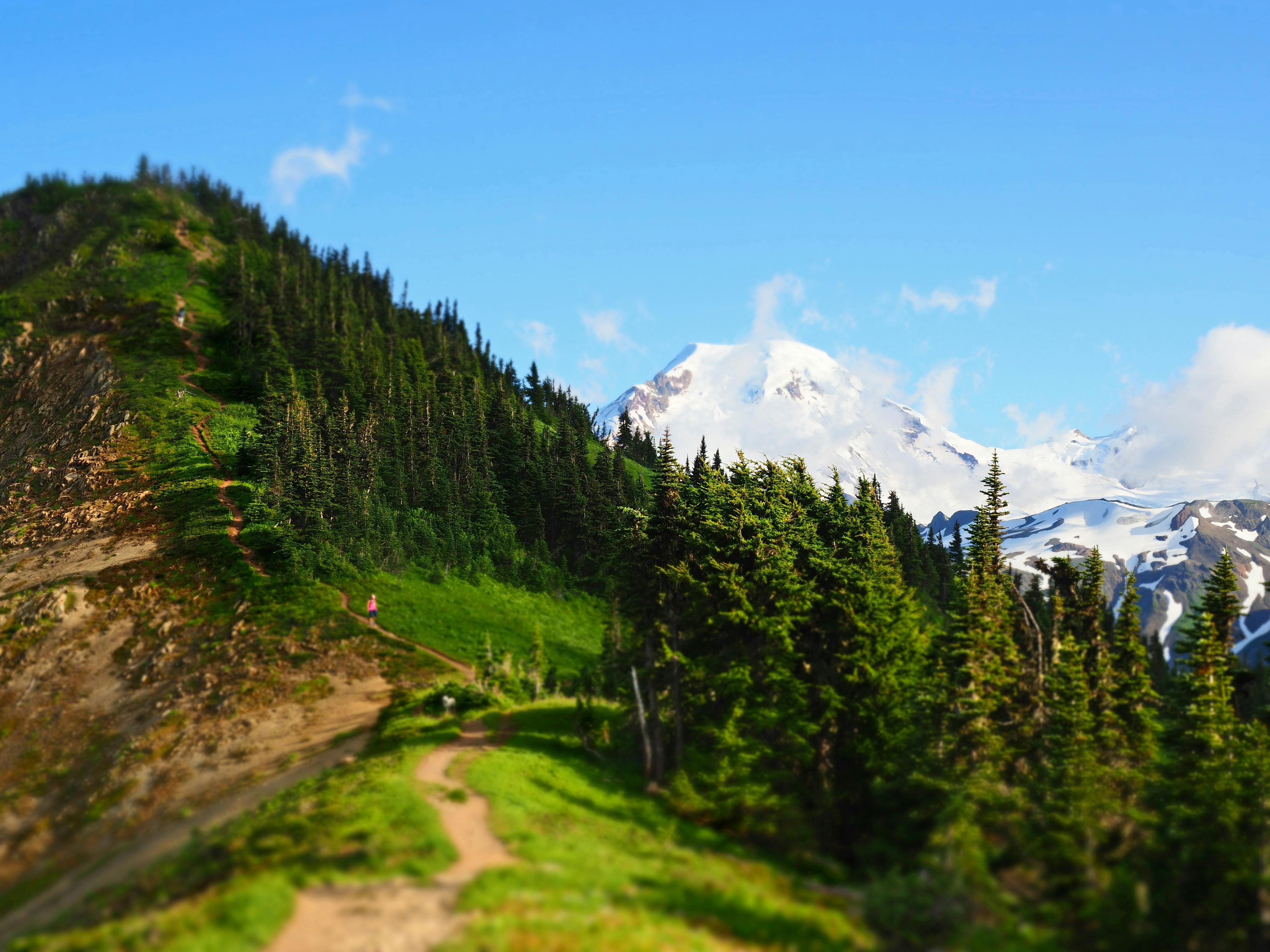 Green Covered Tree Mountain · Free Stock Photo