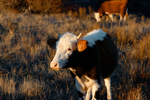 Cow on Pasture