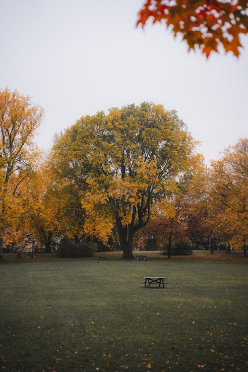 Immagine gratuita di alberi, autunno, cadere