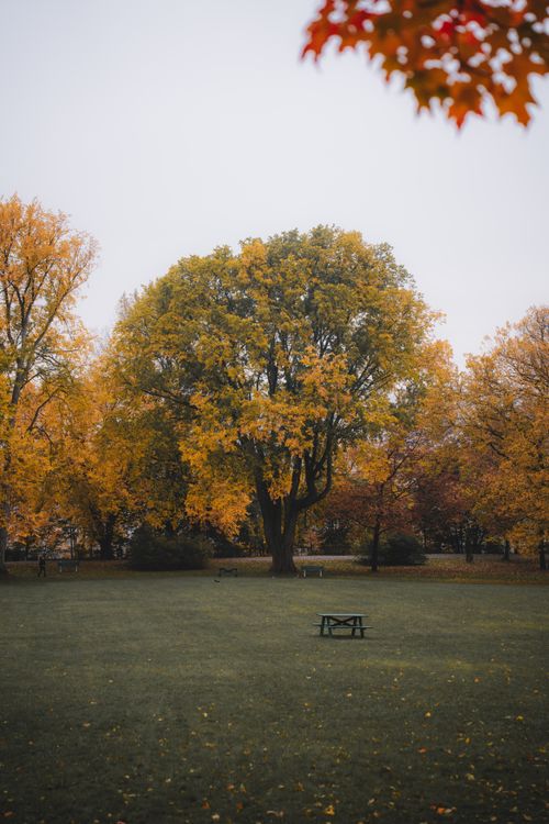 Free A picturesque autumn scene in Québec park, showcasing vibrant foliage and peaceful atmosphere. Stock Photo