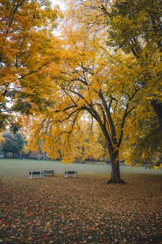 Serene autumn park in Québec with golden foliage and benches below vibrant trees.