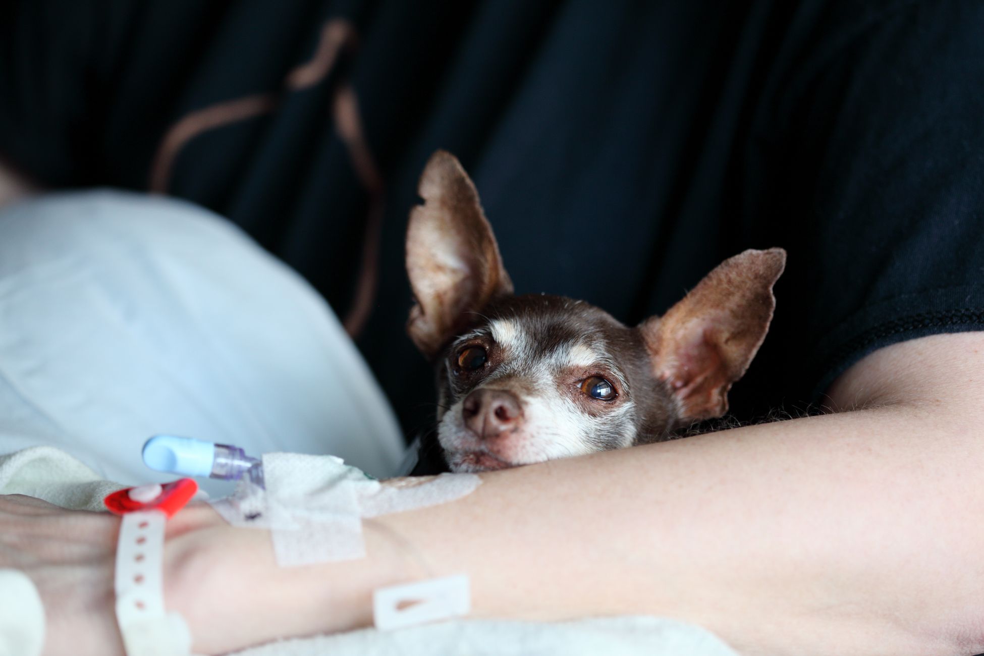 Hoge dierenartskosten na operatie hondje Boris