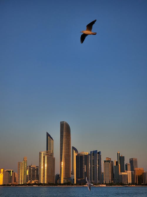 Free stock photo of abu dhabi, birds, buildings