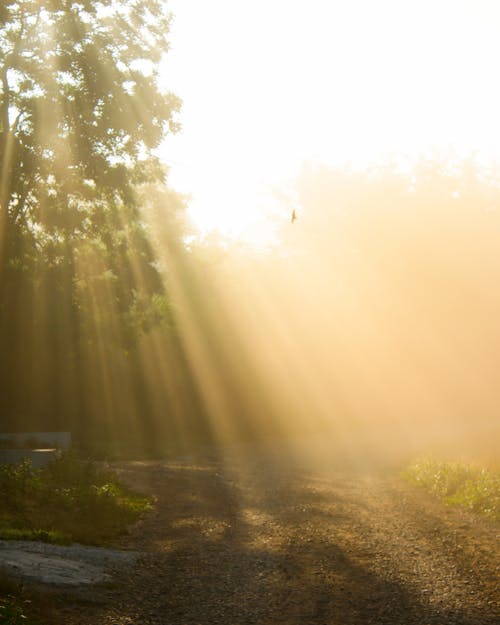 Free Sunbeams by Tree at Dawn Stock Photo