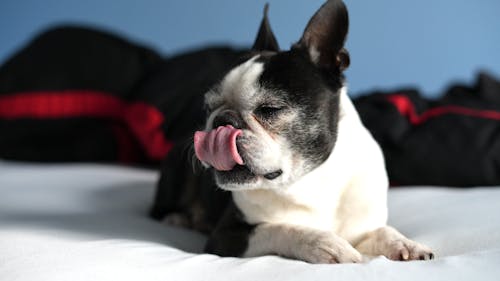 Portrait of a Black and White Boston Terrier