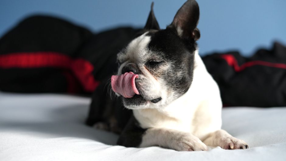 A Boston Terrier dog relaxes on a bed, licking its nose, showcasing a moment of tranquility and contentment.
