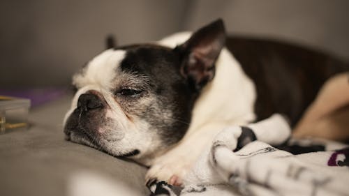 Foto d'estoc gratuïta de boston terrier, descansant, enfocament selectiu