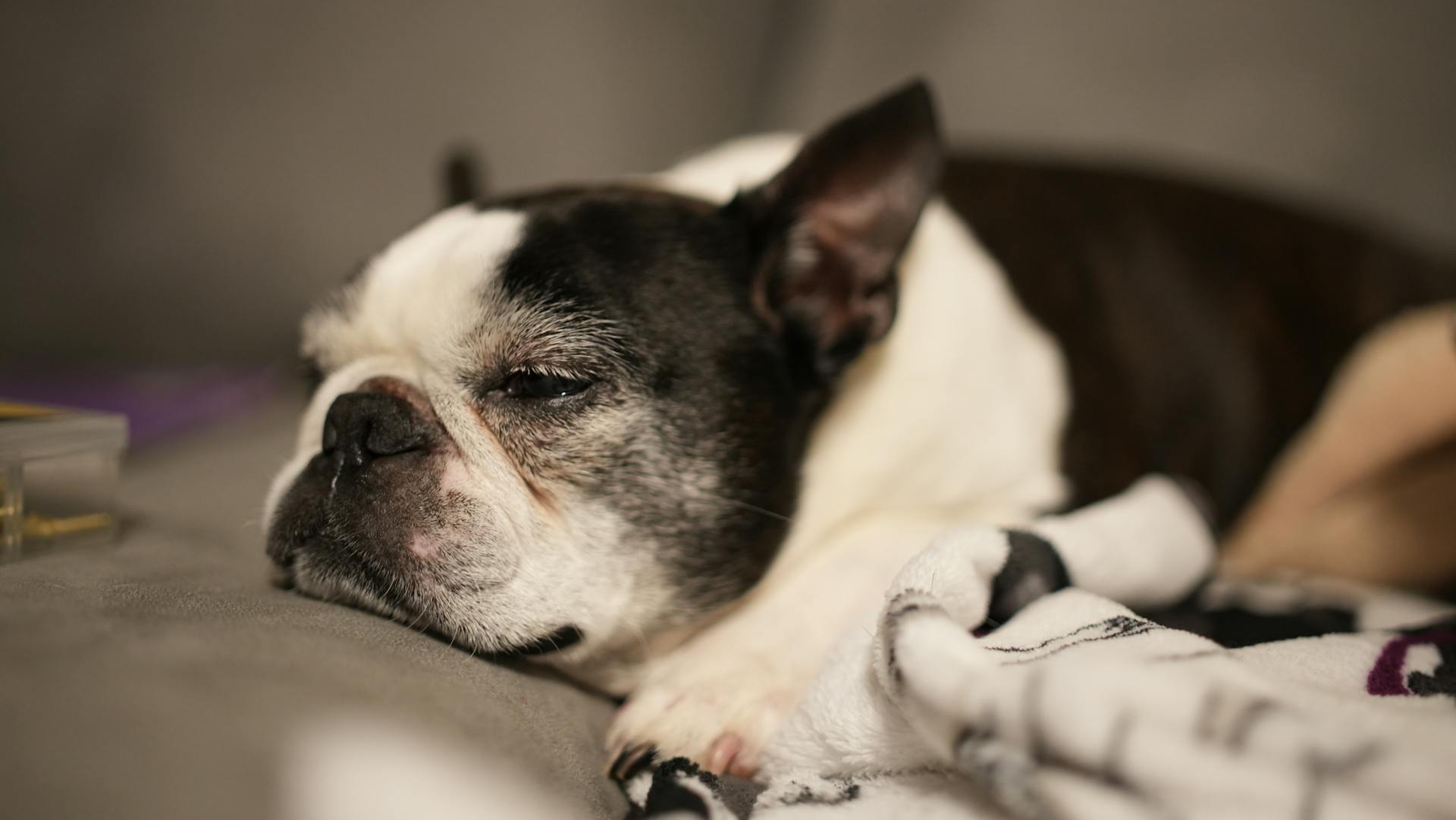 Boston Terrier Lying Down