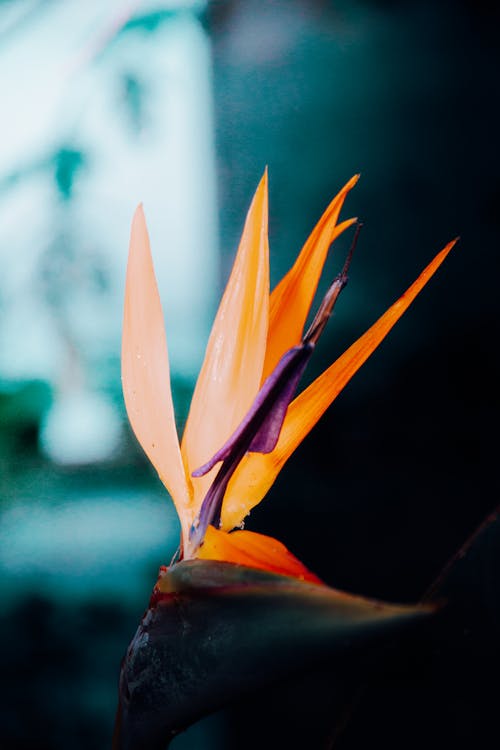 Exotic Orange Flower in a Forest