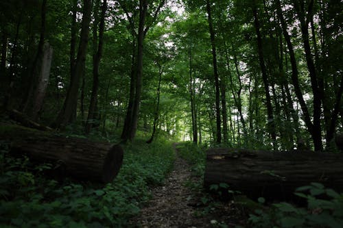 A Path in a Forest 