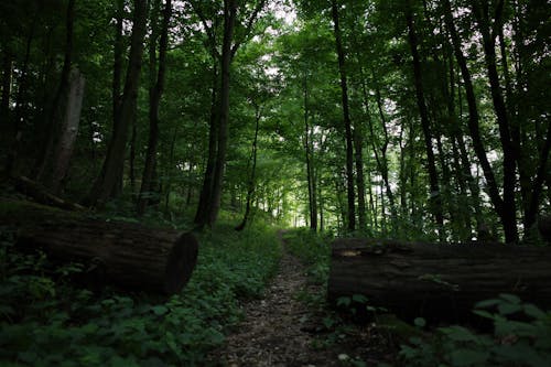 Gratis lagerfoto af landskab, natur, skov