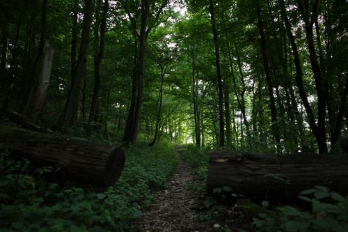 Free A serene forest path surrounded by tall trees and green foliage during daytime. Stock Photo