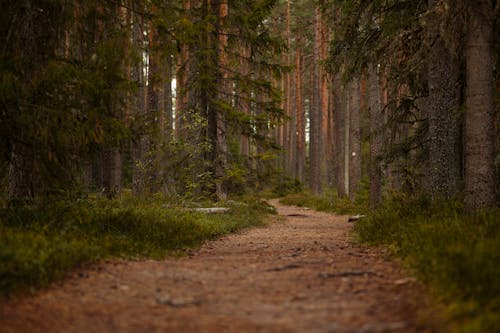Footpath in Forest