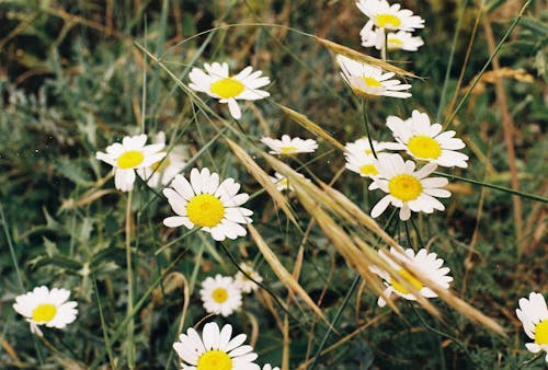 Close-up of Chamomile Flowers