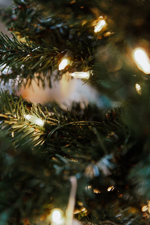 Close up of Christmas Lights 