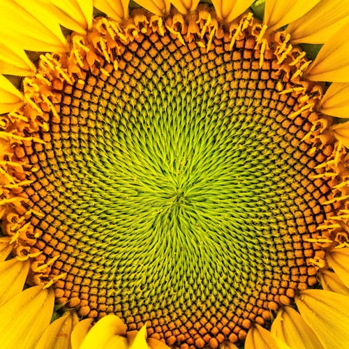 Immagine gratuita di avvicinamento, fiore, formato quadrato