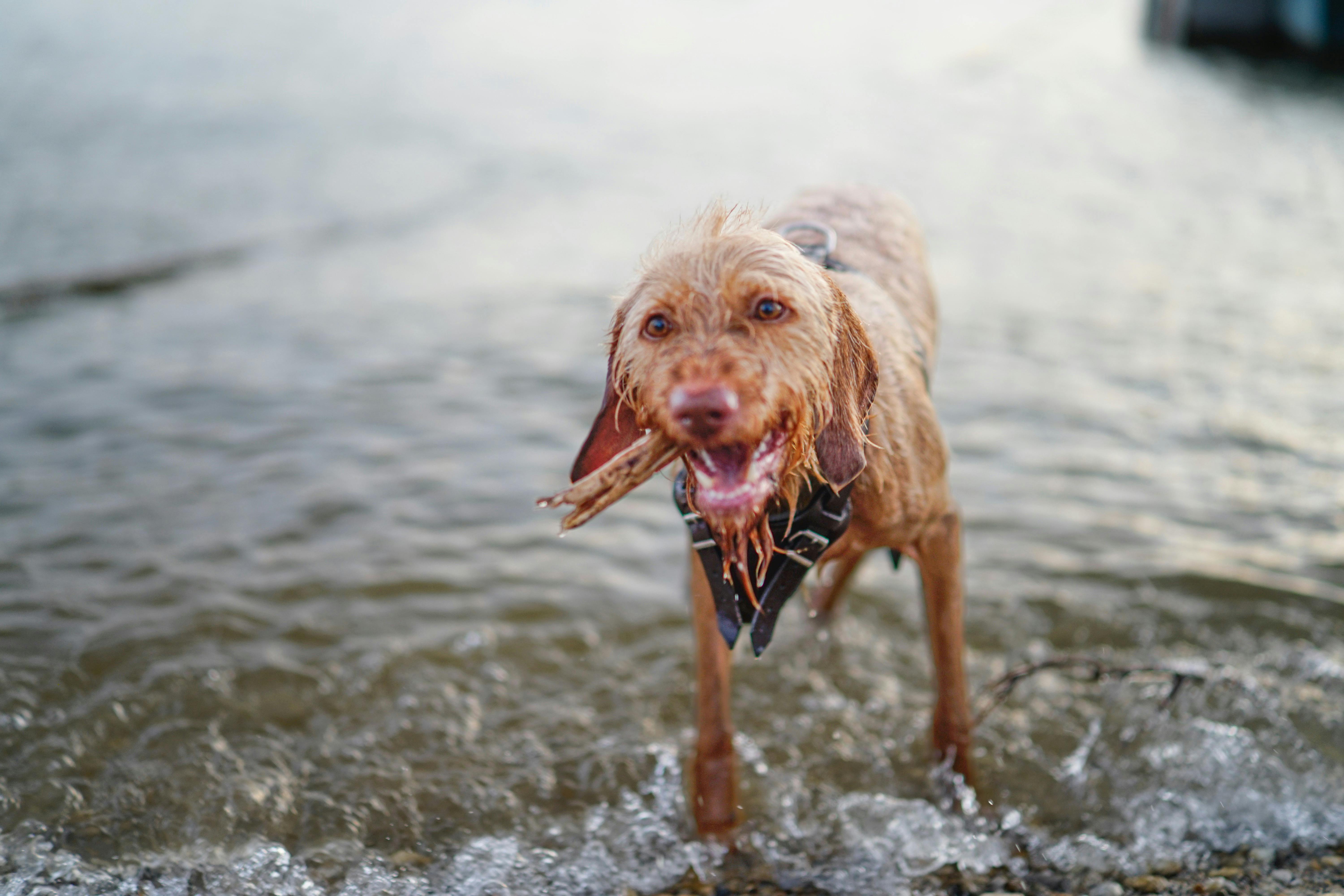 Wet Dog Walking on Water · Free Stock Photo