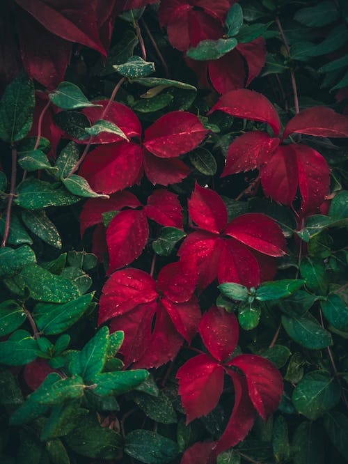 Green and Red Ivy Leaves 