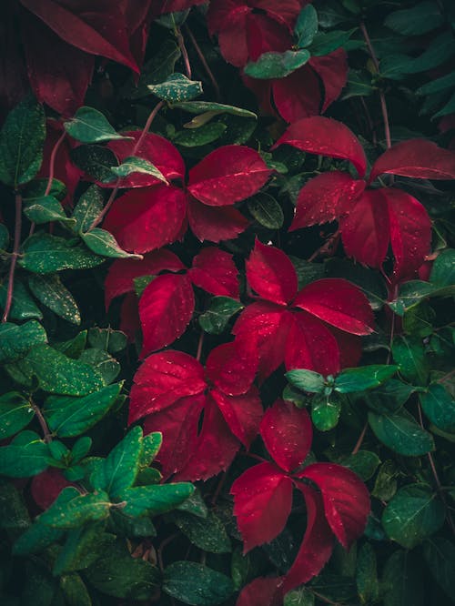 Základová fotografie zdarma na téma barva, břečťan, červená