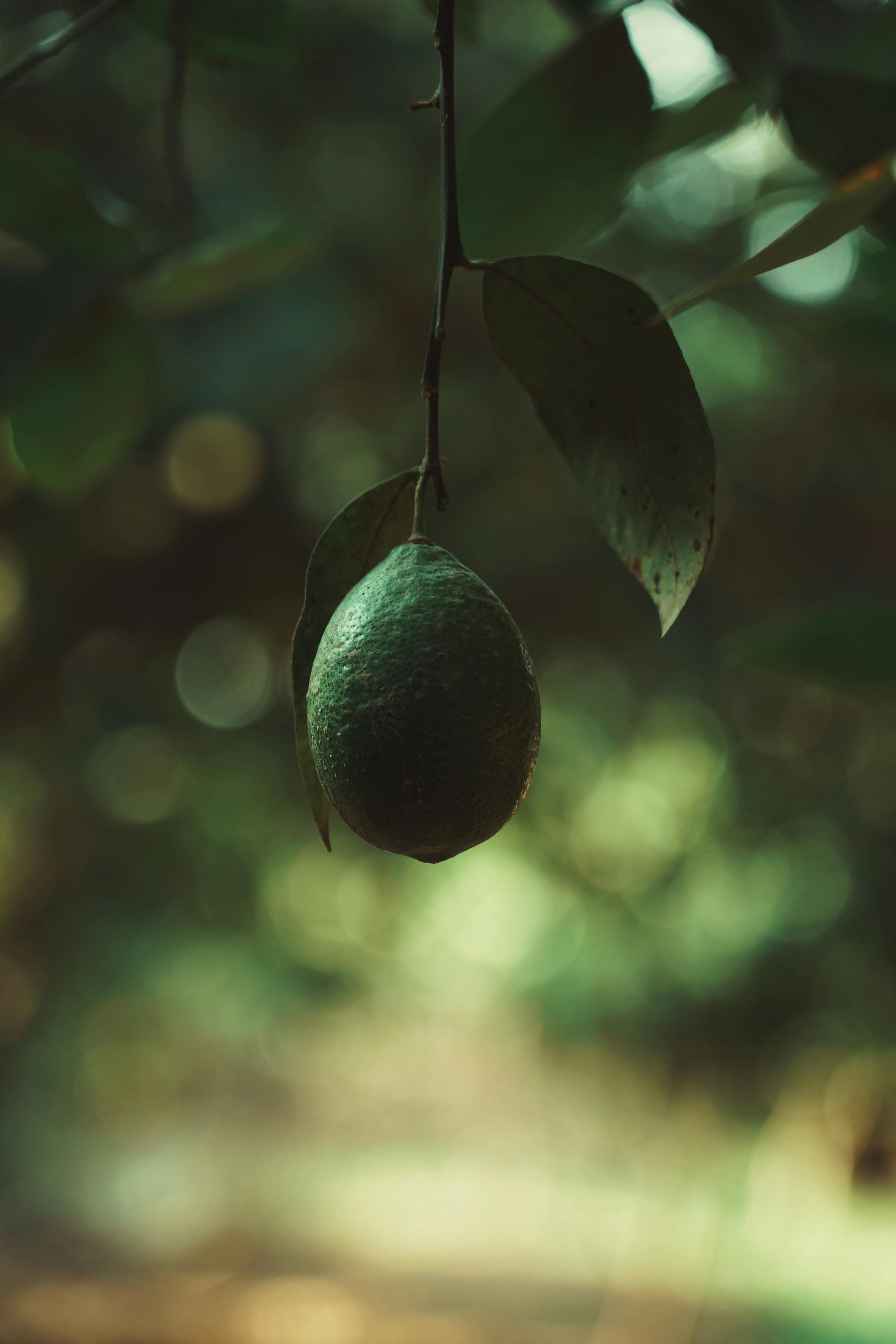 Blox Fruit Photos, Download The BEST Free Blox Fruit Stock Photos & HD