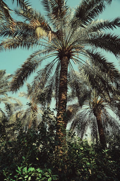 Palm Trees against Clear Blue Sky