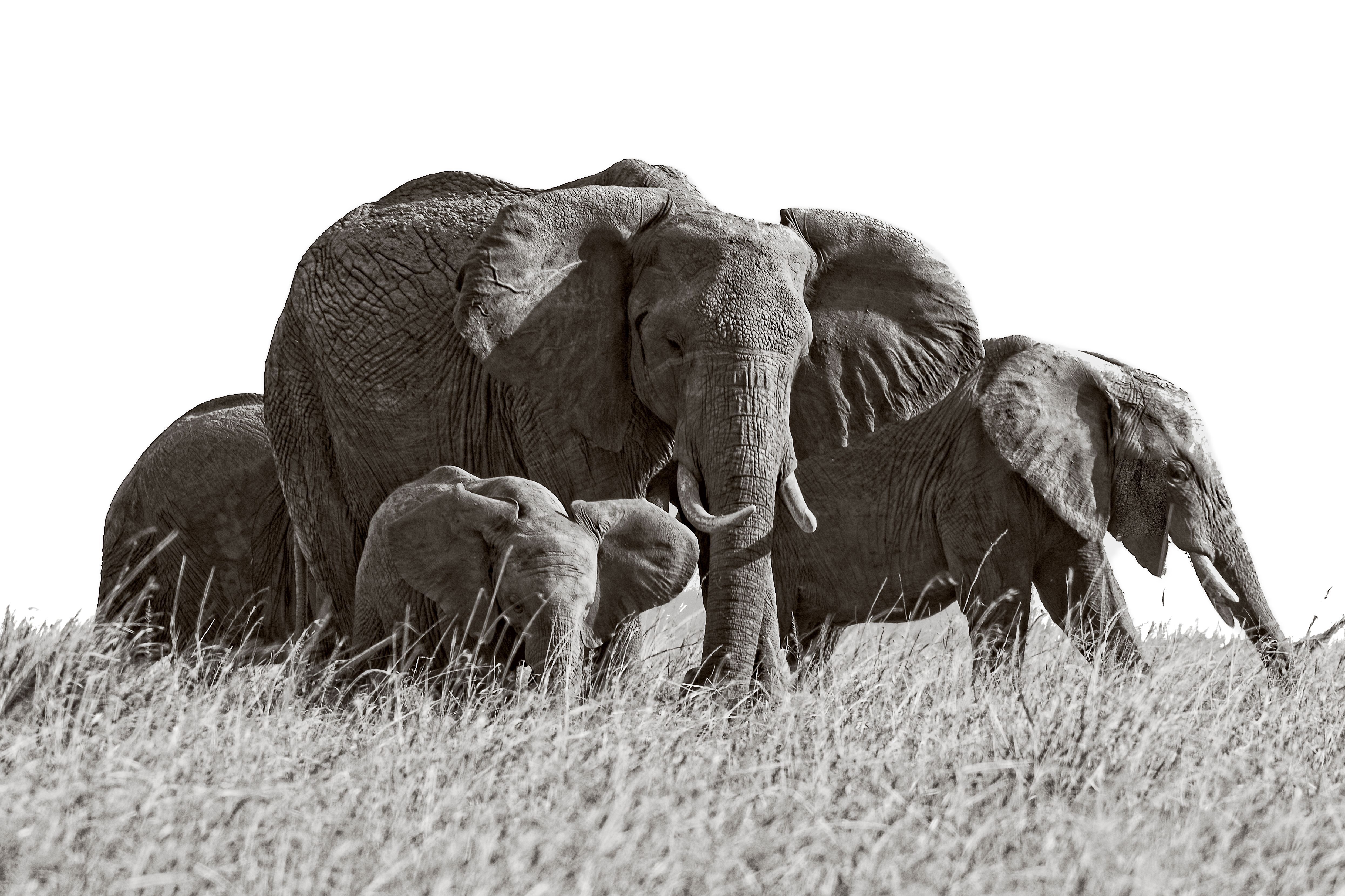 Elephants · Free Stock Photo