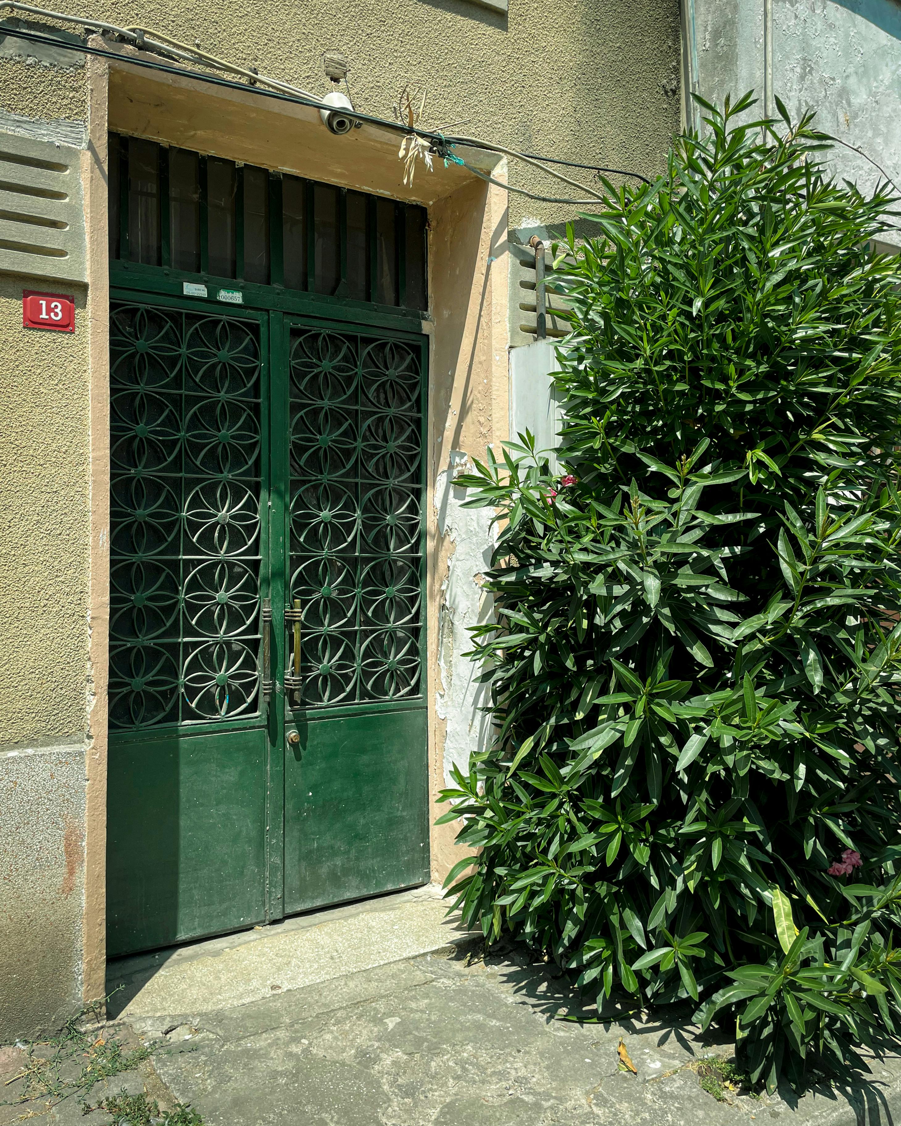 A green metal door with intricate design beside a lush plant in İstanbul.