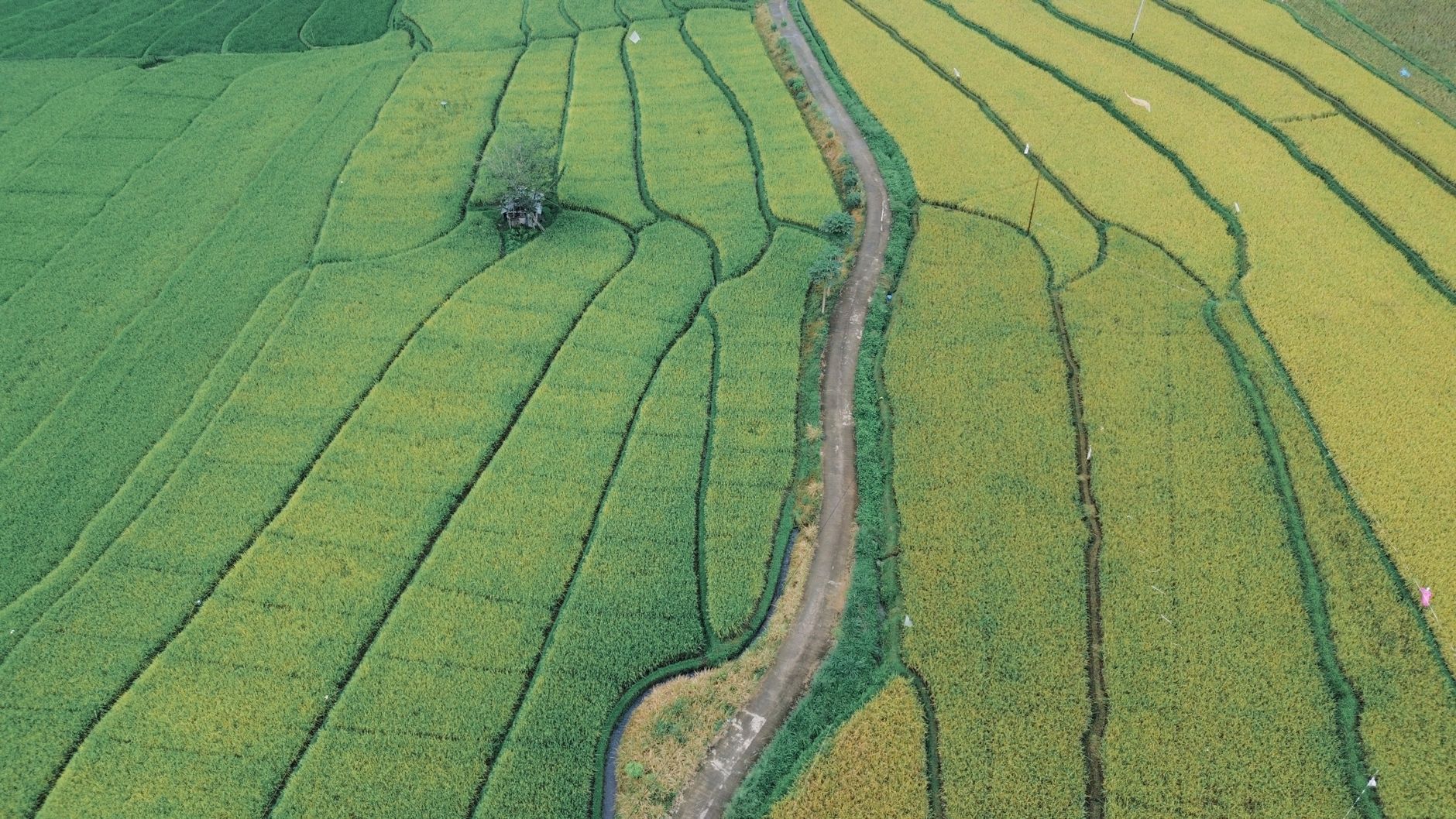 Power Plates: Hard-Hitting Quiz on the Geopolitics of Global Food Security & Sustainable Agriculture