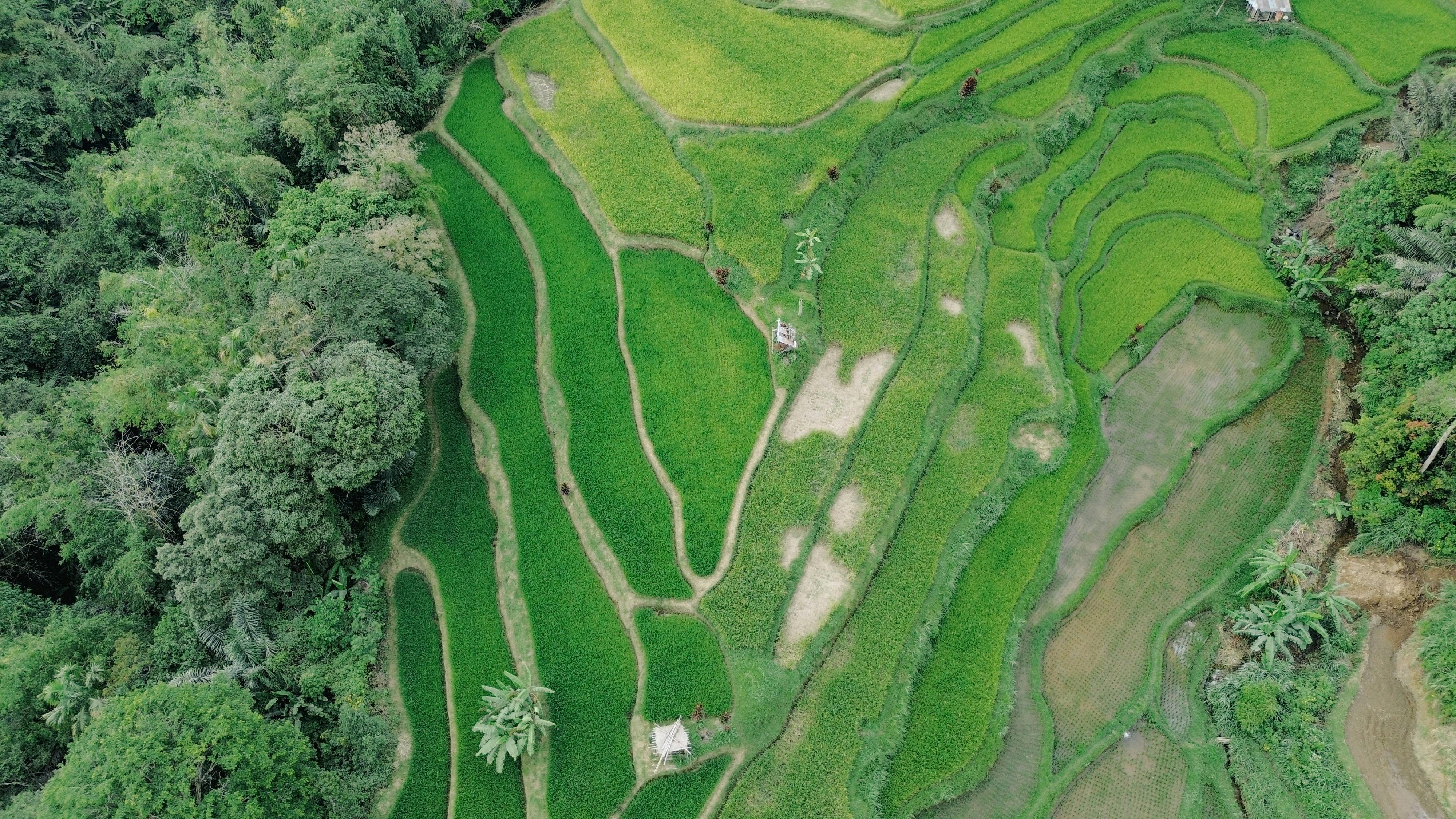 Aerial view showcasing lush green rice terraces amidst a tropical landscape.