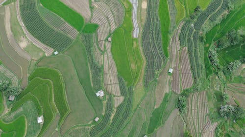 Kostnadsfri bild av fält, Flygfotografering, landsbygden