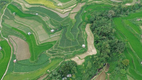 Fotos de stock gratuitas de campos agrícolas, campos de cultivo, foto con dron