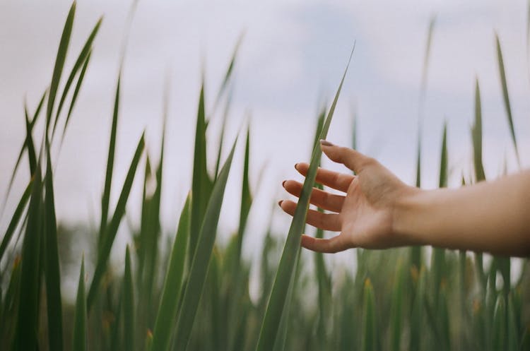 Hand Touching Reeds On A Field