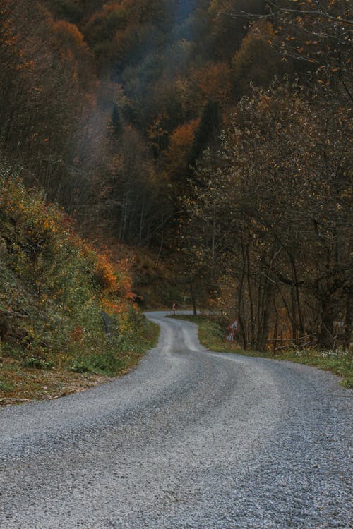 Country Road Running through Autumn Forest 
