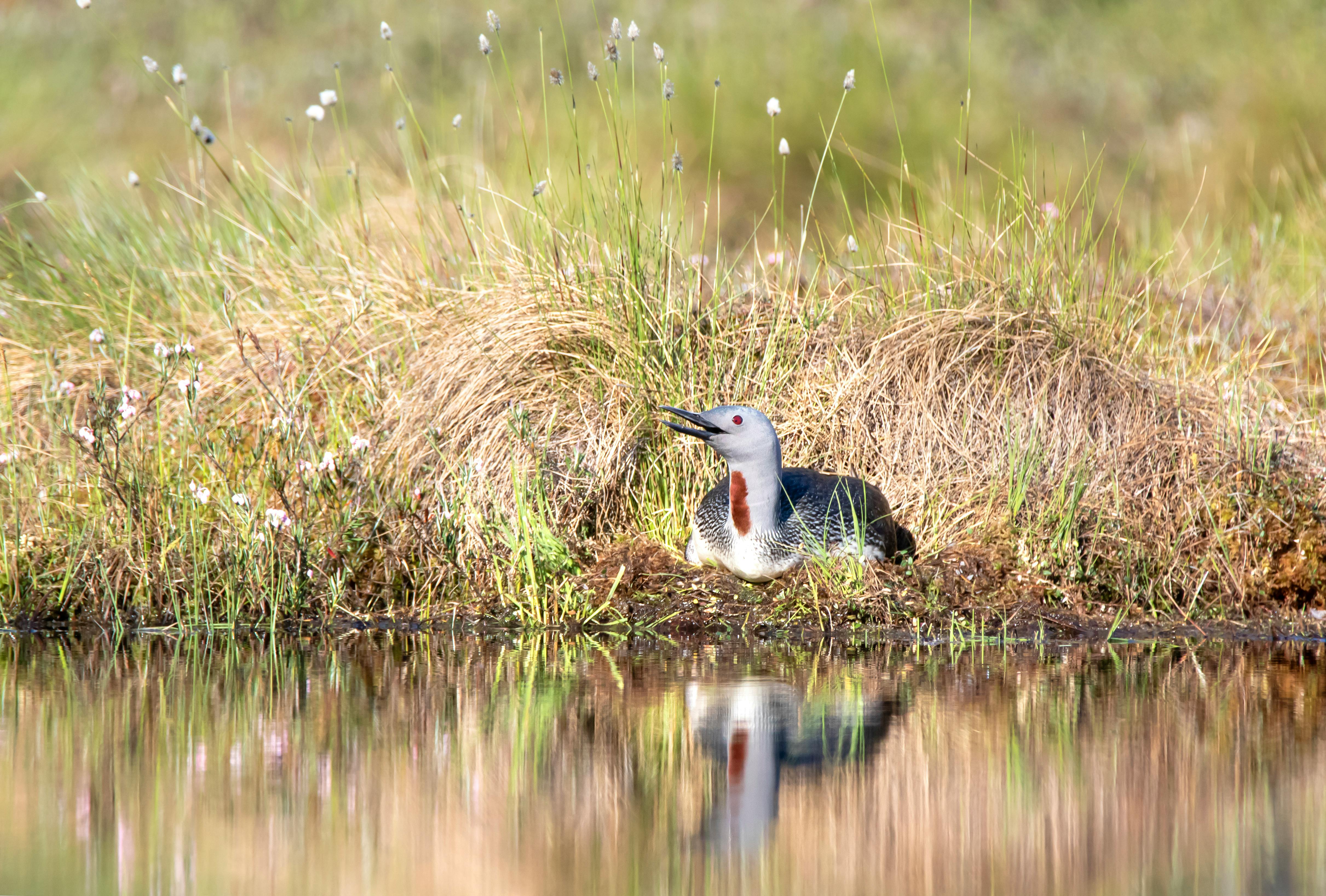 Red-throated loon resting near water with reflection, showcasing wildlife in Knuthöjden.