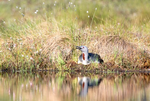 Close-up of a Red-Throated Loon Sitting on the Grass by a Body of Water 