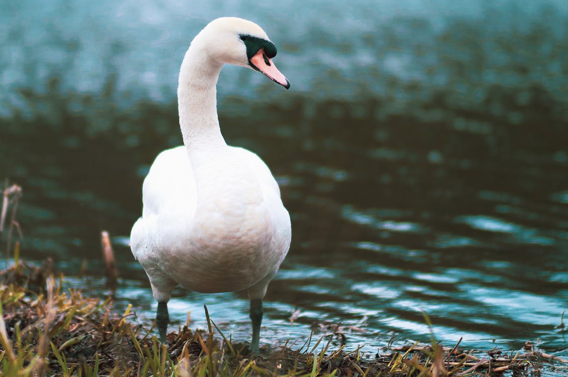 Was Cleopas a Christian Walker? Uncover the Hidden Truths Behind His Journey Was Cleopas a Christian Walker? Uncover the Hidden Truths Behind His Journey