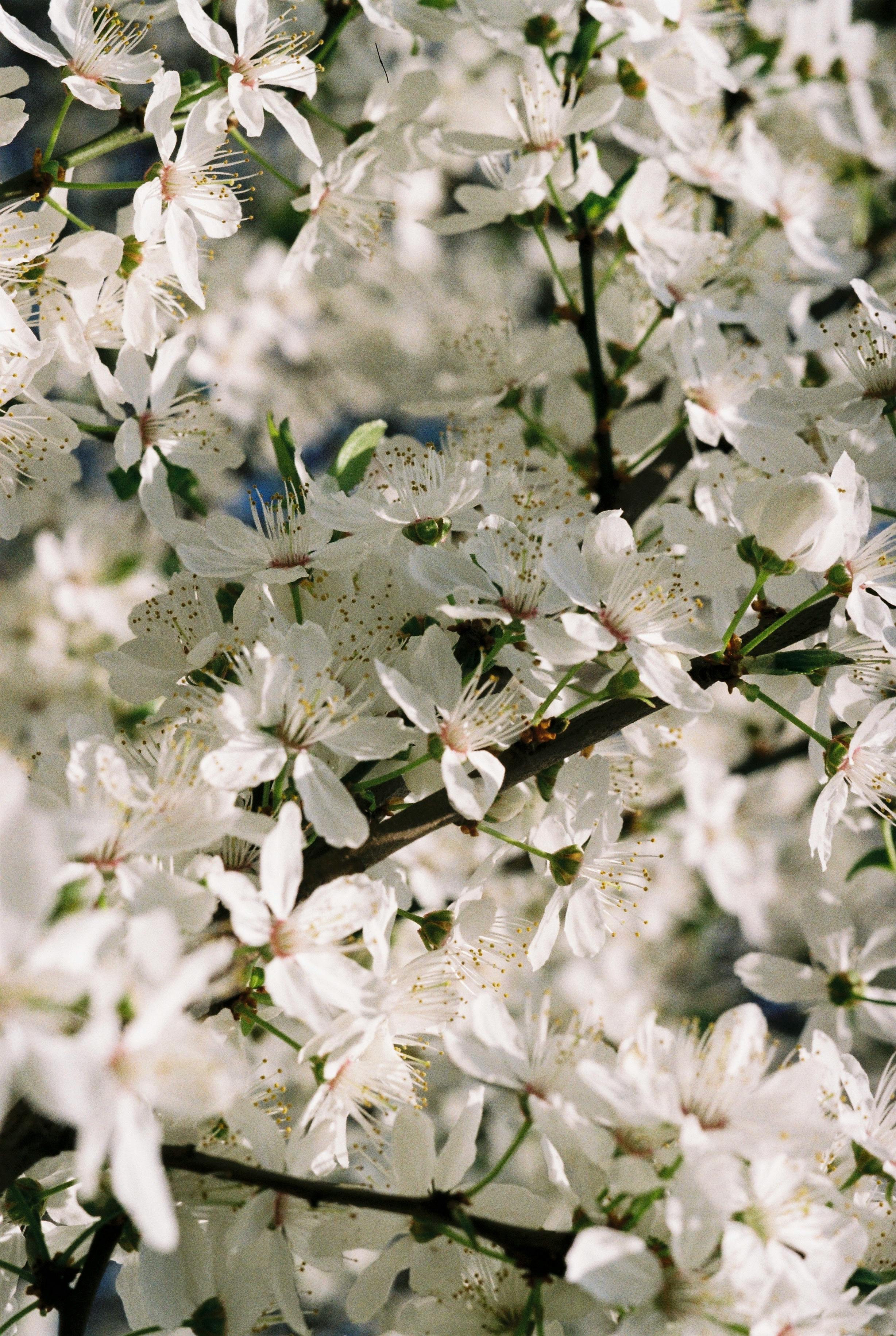Close-up of white flowers blossoming on branches, showcasing the beauty of springtime nature.